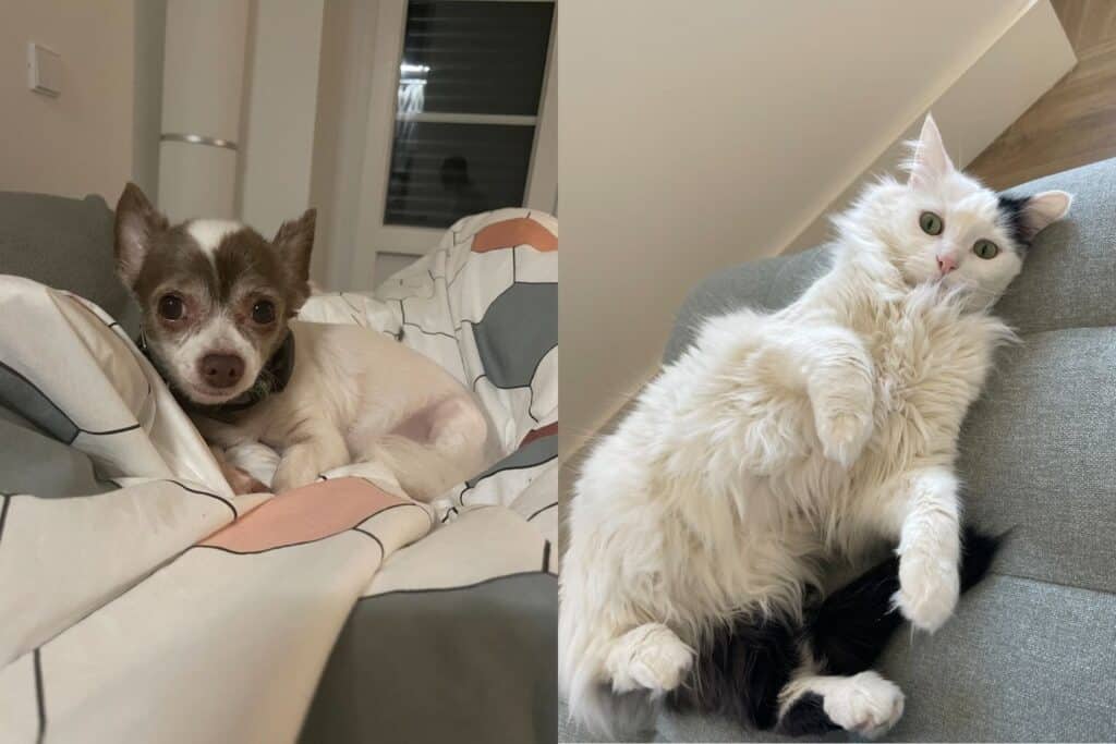 A small dog lying on a bed and a white cat on its back