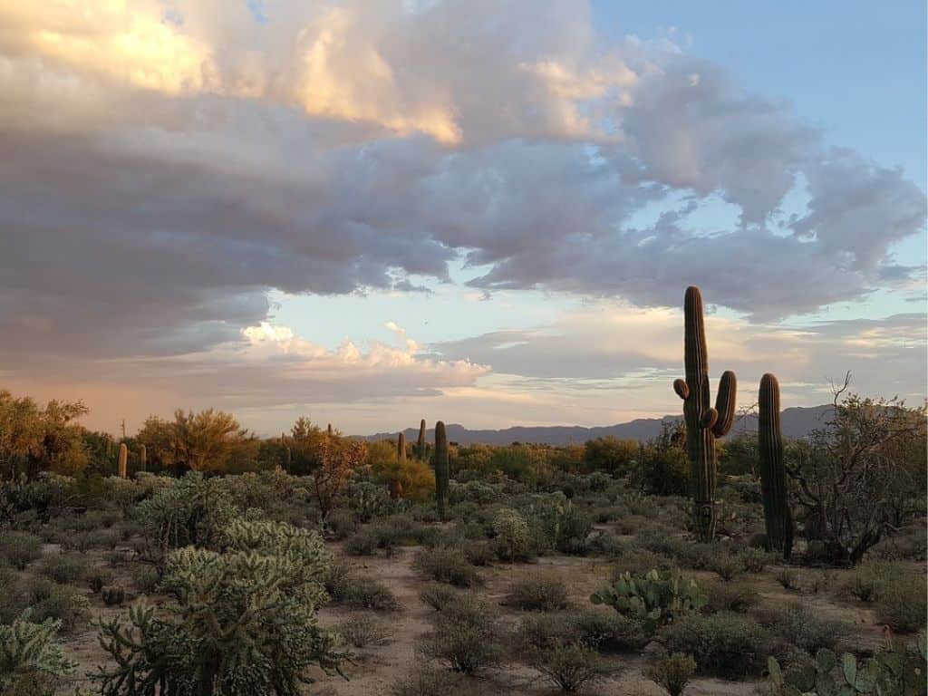 A desert landscape with cactus